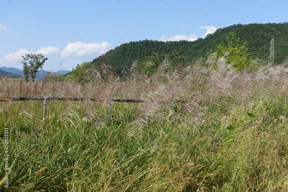 grass and sky