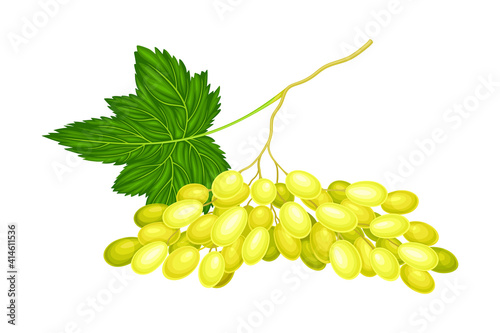 Cluster of Yellow Grape with Ellipsoid Berries Vector Illustration