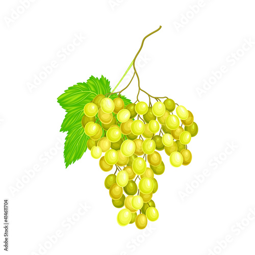 Cluster of Yellow Grape with Ellipsoid Berries Vector Illustration