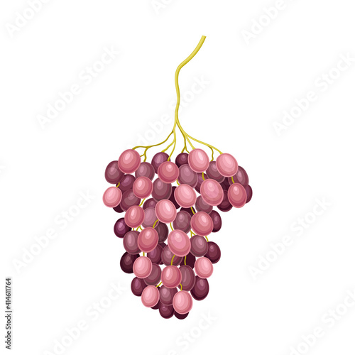 Ellipsoid Hanging Berry Cluster of Purple Grape Vector Illustration