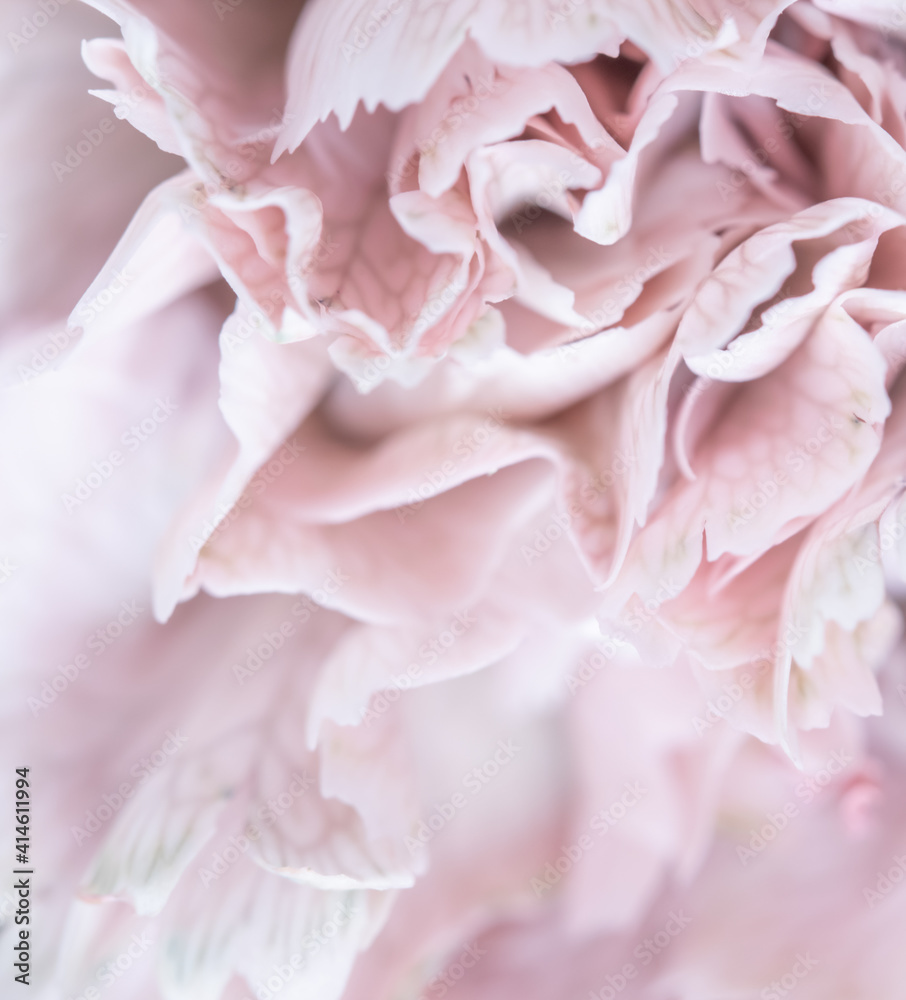 Naklejka Abstract floral background, pale pink carnation flower petals. Macro flowers backdrop for holiday brand design