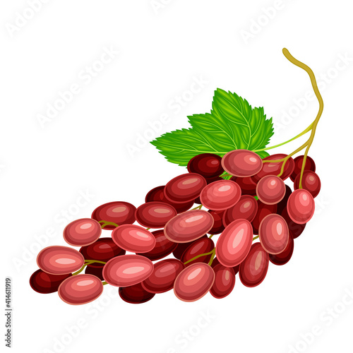 Red Ellipsoid Berries of Grape Growing in Cluster Vector Illustration