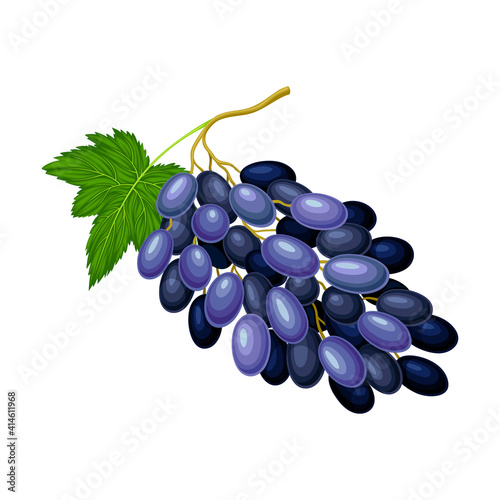 Dark Blue Grape with Ellipsoid Berries Growing in Cluster Vector Illustration