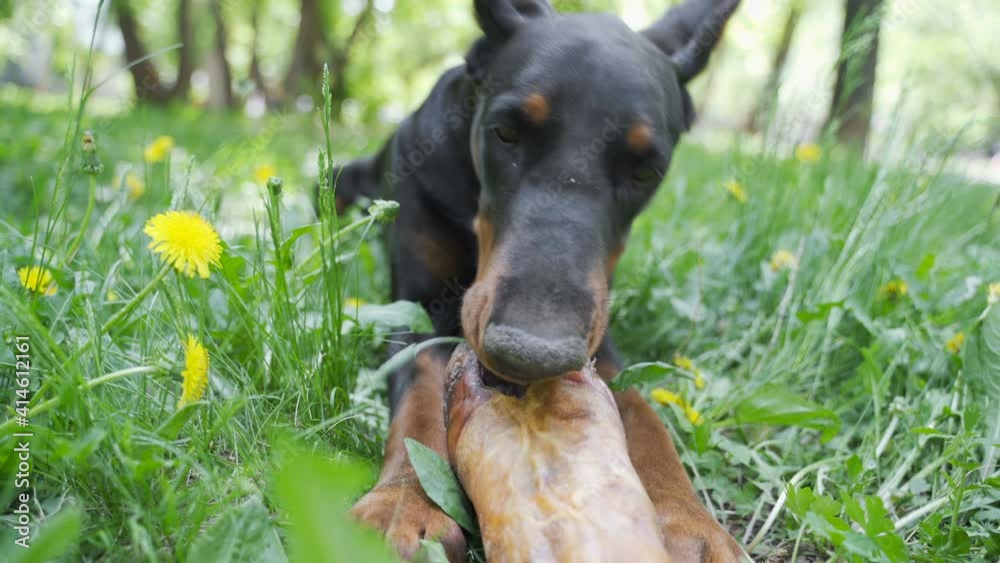 Doberman Pinscher happily chews on the hoof that was given to him after training Doberman Pinscher happily chews on the hoof that was given to him after training