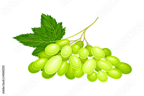 Green Grape Cluster with Ripe and Juicy Berries Vector Illustration