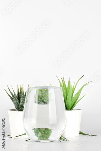 plants in pots distorted through water in glass on white background. Home decor  eco friendly  relax  gardening concept. copy space