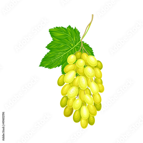 Cluster of Yellow Grape with Ellipsoid Berries Vector Illustration