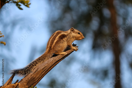 closeup of a chipmunk on the tree