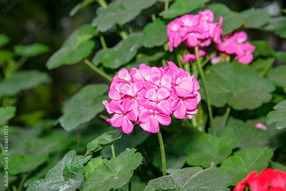 The hydrangea is blooming in the sun.