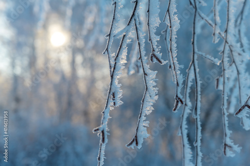 Close-up of thin graceful birch branches covered with fluffy hoarfrost. A snow-covered forest and the sun are visible in the distance. Frosty winter morning 