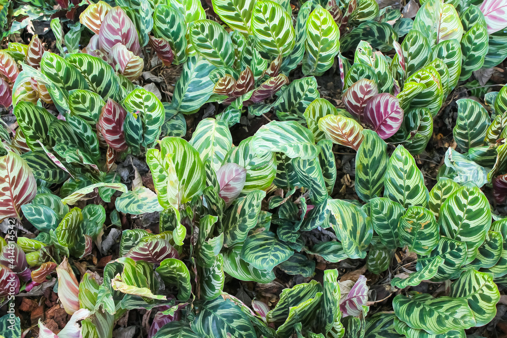 Obraz premium Peacock plant or calathea makoyana colorful nature background in garden top view