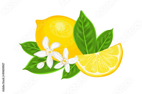 Vector lemon whole, slice, green leaves and white flowers isolated. Cartoon flat illustration of yellow citrus fruit.