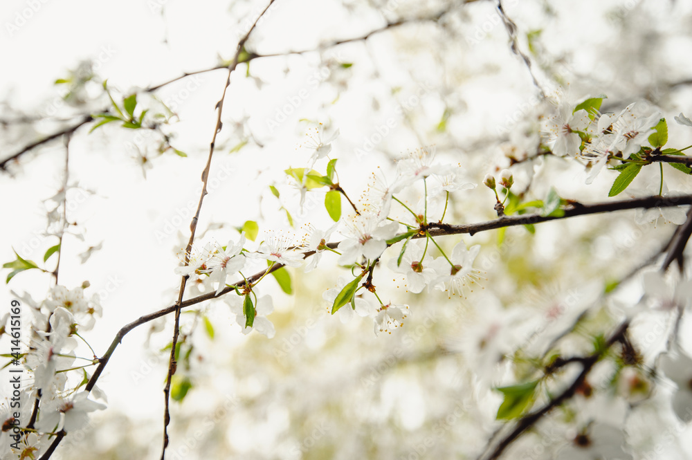 Fototapeta premium flowering tree. Cherry blossom in drops after rain