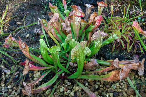 Carnivorous plant Sarracenia or Trumpet Pitchers