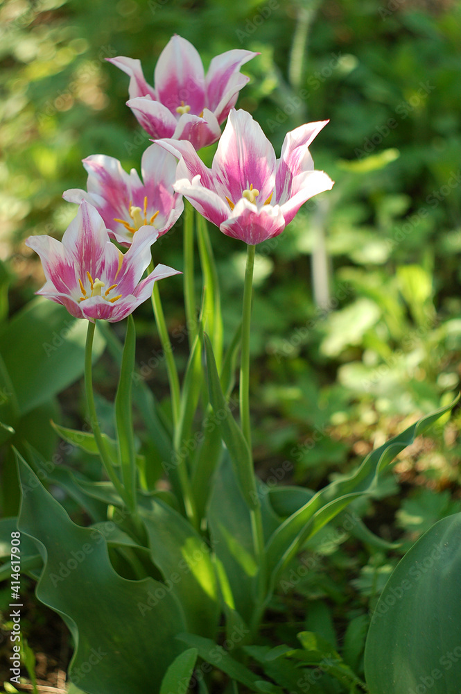 beautiful and colorful tulip at the garden during a spring beautiful and colorful tulip at the garden during a spring