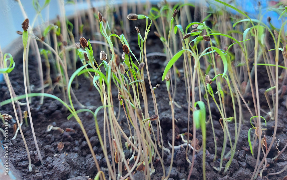 dill sprout in the soil. spring, seedlings, home garden. dill sprout in the soil. spring, seedlings, home garden.