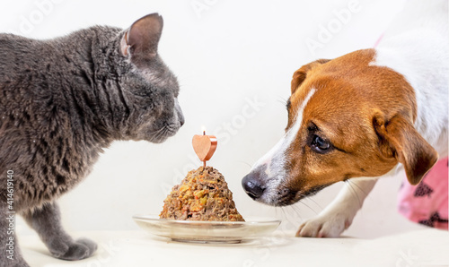 Jack Russell Terrier sniffing a liver cake with a candle for his