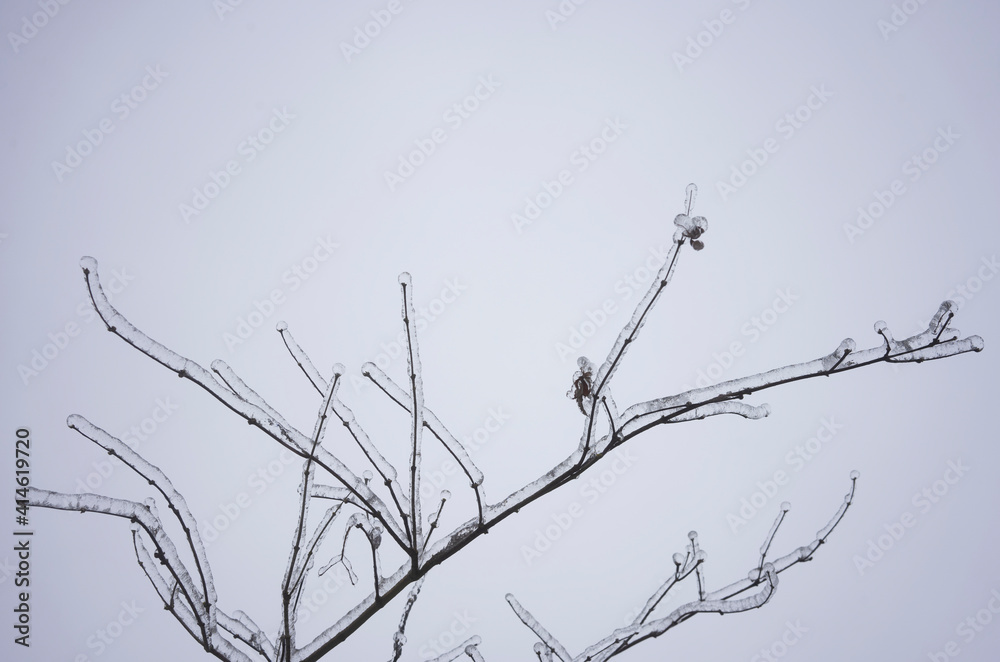 Obraz premium Frozen branches after freezing rain in the winter.