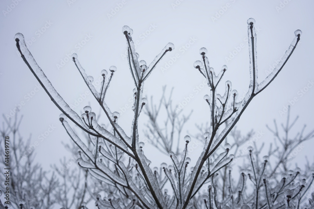 Frozen branches after freezing rain in the winter. Frozen branches after freezing rain in the winter.
