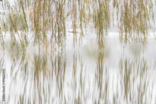 Fotografie Sauce llorón y lago