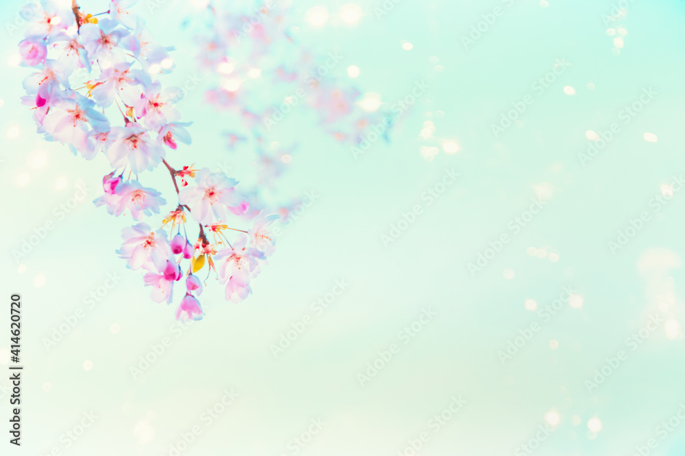 Springtime pink cherry blossom with sunshine bokeh at turquoise blue background . Nature abstract Springtime pink cherry blossom with sunshine bokeh at turquoise blue background . Nature abstract