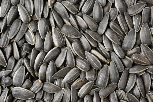 sunflower seeds background photo