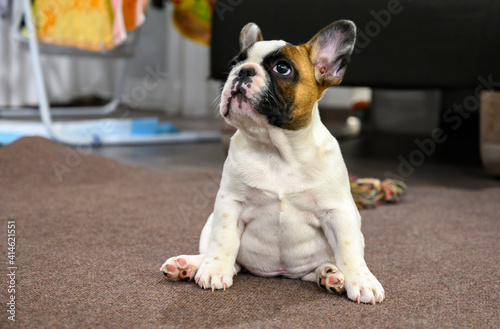 Fototapeta Naklejka Na Ścianę i Meble -  cute french bulldog puppy sitting on the flour like a doll