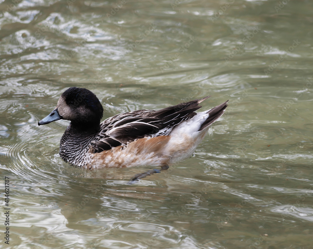 Canard de Chiloé ou anas sibilatrix, oiseau d'eau exotique, barbotant dans un petit étang