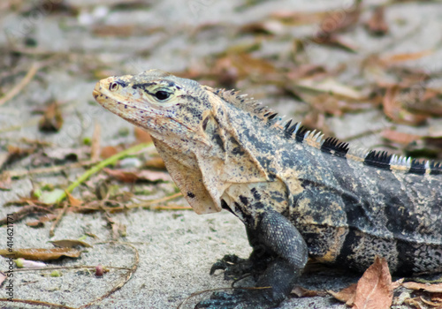 island land iguana