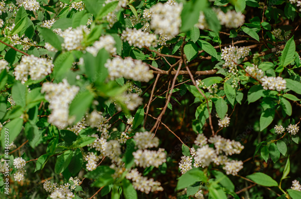 Blooming branch of bird cherry in the spring garden. White flowers on a background of green leaves, natural background, spring blooming concept. Muted green tint. Blooming branch of bird cherry in the spring garden. White flowers on a background of green leaves, natural background, spring blooming concept. Muted green tint.