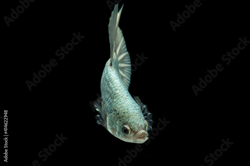 Betta fish solid cooper Halfmoon siamnese Fighting Fish Splendens isolated on black background photo