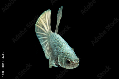 Betta fish solid cooper Halfmoon siamnese Fighting Fish Splendens isolated on black background photo