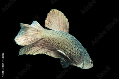 Betta fish solid cooper Halfmoon siamnese Fighting Fish Splendens isolated on black background photo