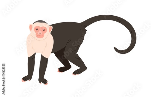 Tableau sur toile White-headed or white-faced capuchin with black body and long tail standing on four legs