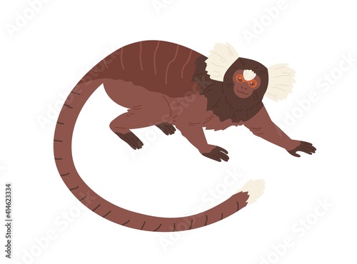Cute cotton-top tamarin with long hair on head and forehead. Small squirrel-sized monkey crawling. Hand-drawn exotic American animal. Colored flat vector illustration isolated on white background
