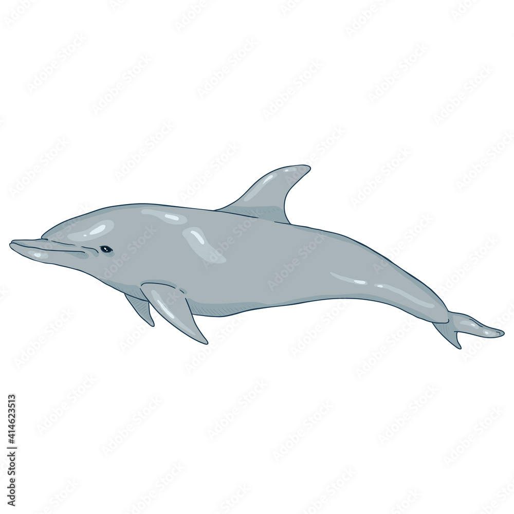 Vector Cartoon Dolphin Illustration Vector Cartoon Dolphin Illustration