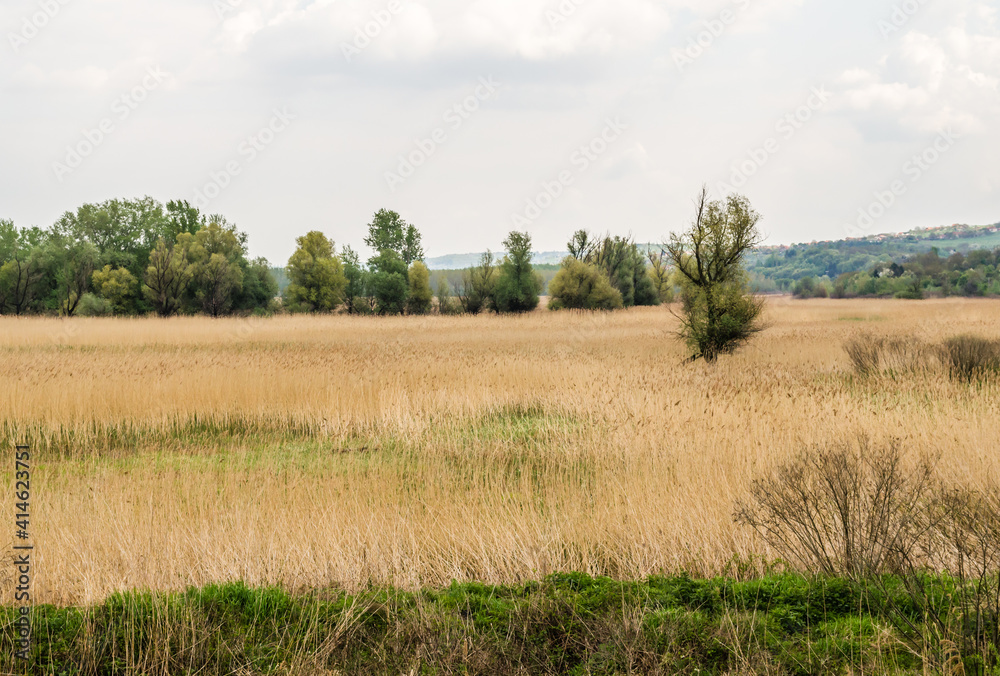 Landscape, in front of the forest sown with reeds, Petrovaradin, Novi Sad, Serbia 