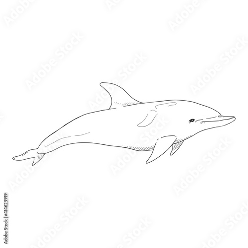 Vector Sketch Dolphin Illustration