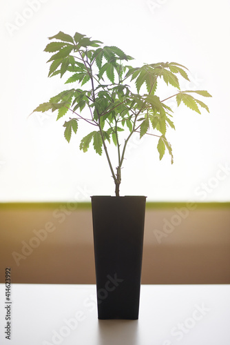 Beautiful cbd plant in black pot in laboratory with backlit light photo