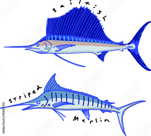 sailfish and striped marlin illustration of a fish