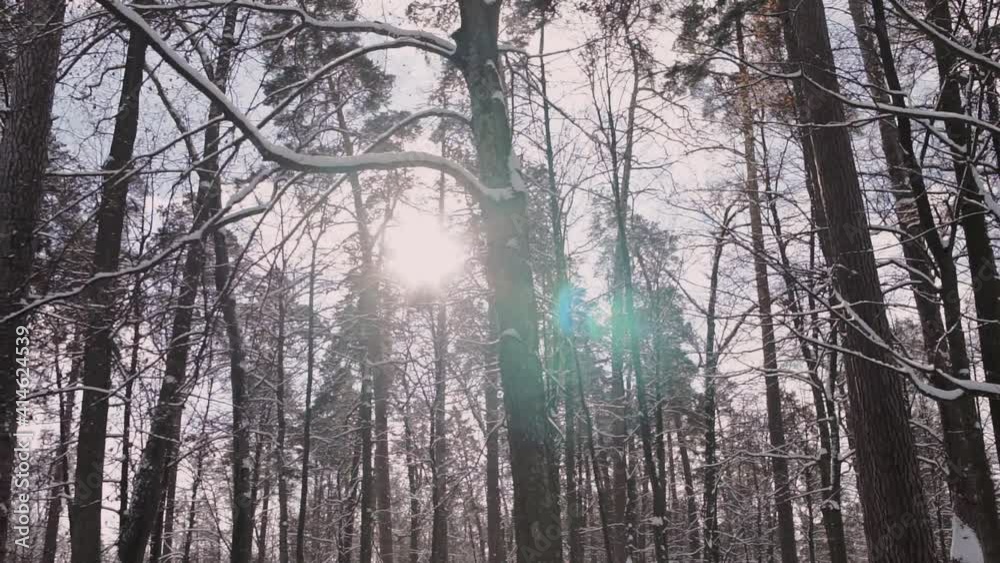snowy pine forest in winter in frost snowy pine forest in winter in frost