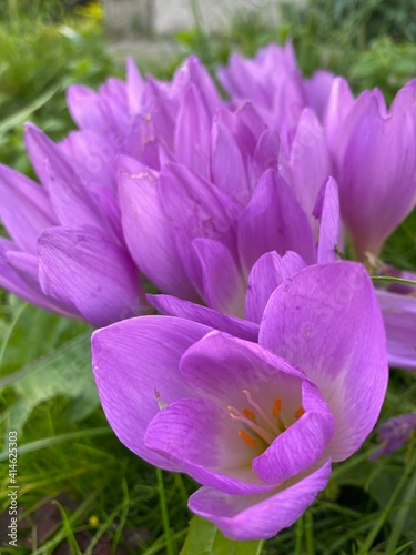 purple crocus flower
