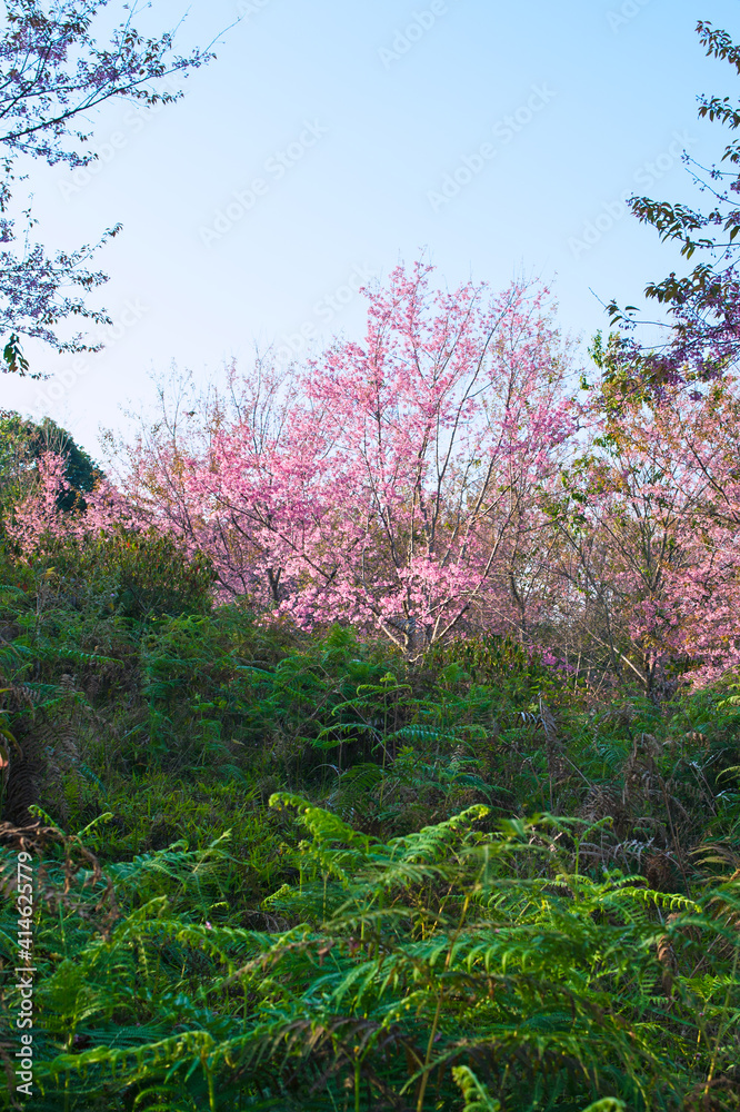 Wild Himalayan Cherry at Phu Lom Lo Northern Thailand Wild Himalayan Cherry at Phu Lom Lo Northern Thailand