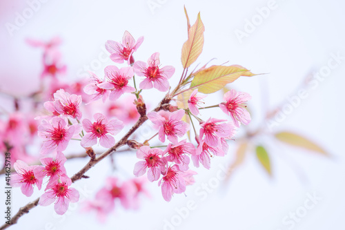 Wild Himalayan Cherry at Phu Lom Lo  Northern Thailand