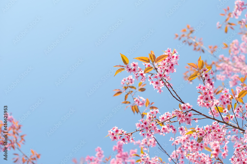 Wild Himalayan Cherry at Phu Lom Lo  Northern Thailand