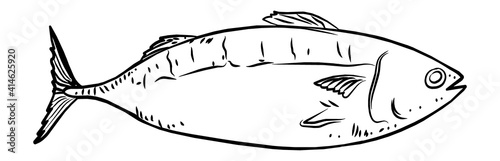 Tuna fish , line drawing stock illustration