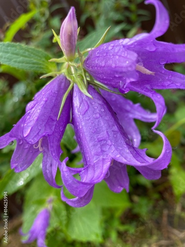 purple flower after the rain 