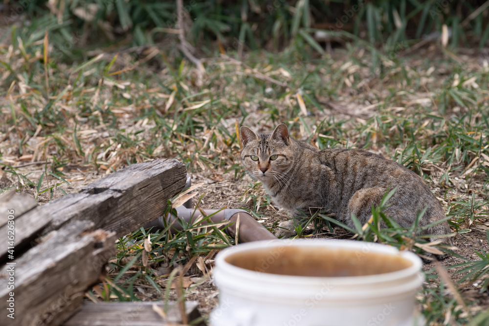 Obraz premium 出会った外猫