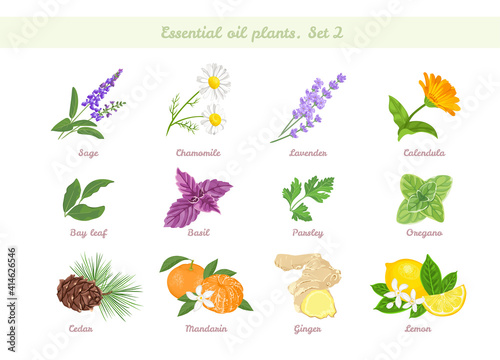 Essential oils plant set. Flowers, fruits and herbs. Sage, Chamomile, Lavender, Calendula, Bay leaf, Parsley, Oregano,Mandarin, Ginger, Cedar, Lemon, Basil,. Vector cartoon flat illustrations. 