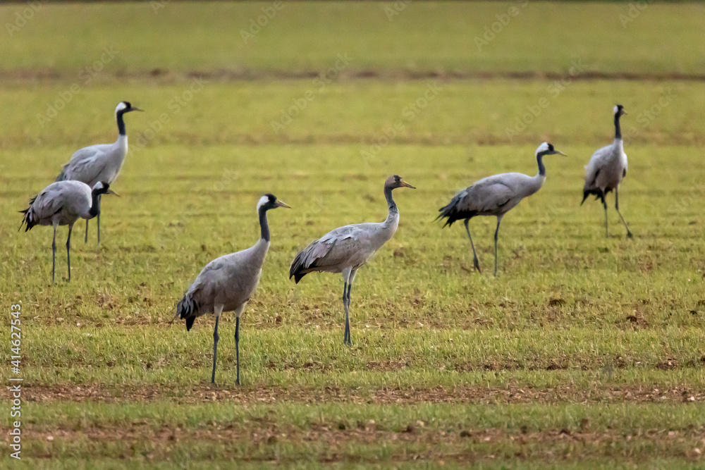 Grulla en la laguna de Gallocanta, Grua europea
